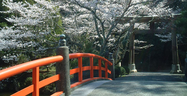 太鼓橋と桜